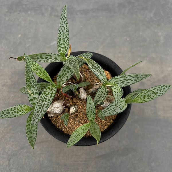 レデボウリア:モトルドグリーン 3号鉢植え