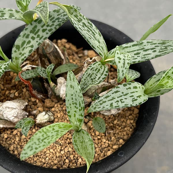 レデボウリア:モトルドグリーン 3号鉢植え