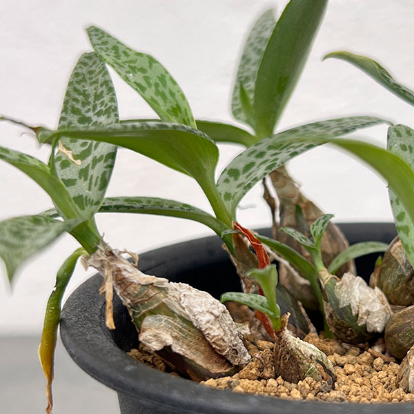 レデボウリア:モトルドグリーン 3号鉢植え