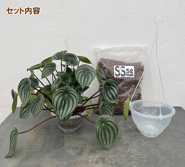 ペペロミア：サンデルシー（スイカペペ）６号植え替えセット