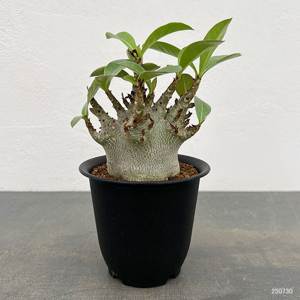 アデニウム：アラビカム ドワーフ　4号鉢植え