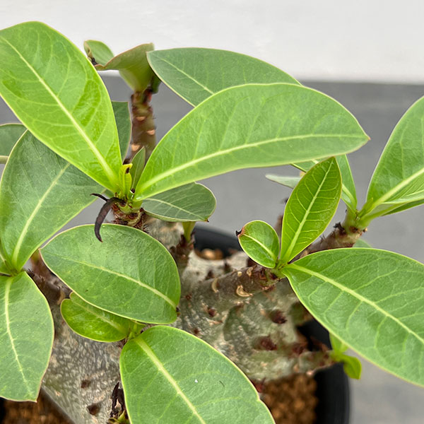 アデニウム：アラビカム ドワーフ　4号鉢植え