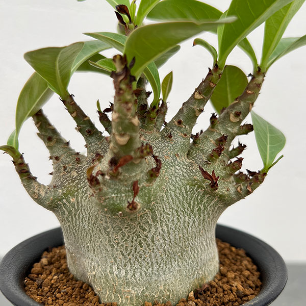 アデニウム：アラビカム ドワーフ　4号鉢植え