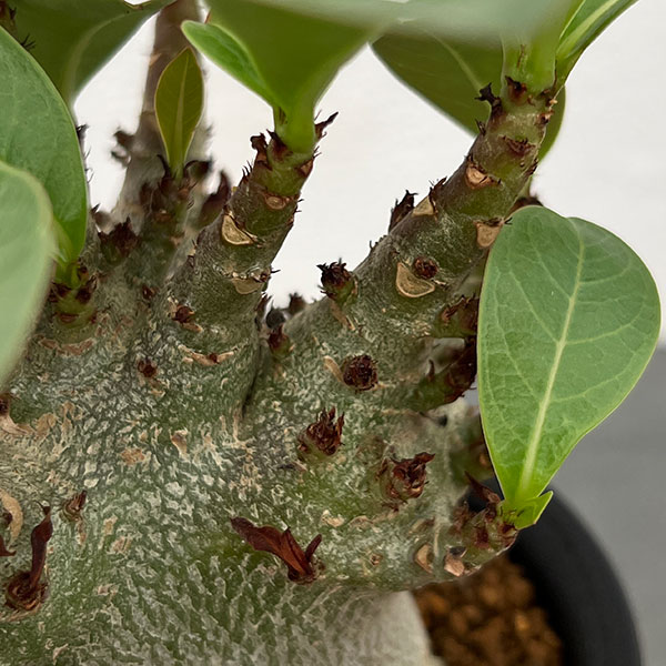 アデニウム：アラビカム ドワーフ　4号鉢植え