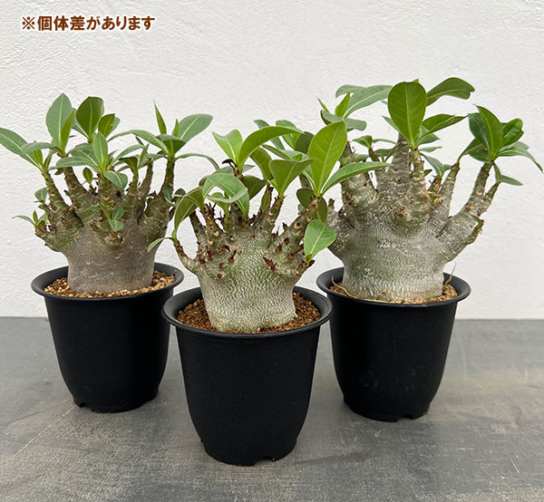 アデニウム：アラビカム ドワーフ　4号鉢植え