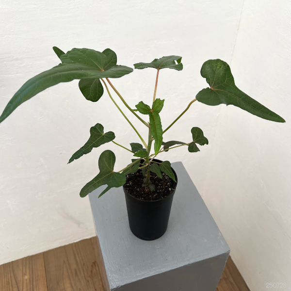 アベルモスクス:センドラワシspパプア 3号鉢植え