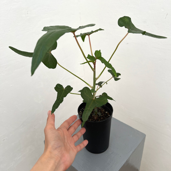 アベルモスクス:センドラワシspパプア 3号鉢植え