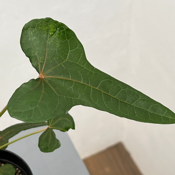 アベルモスクス:センドラワシspパプア 3号鉢植え