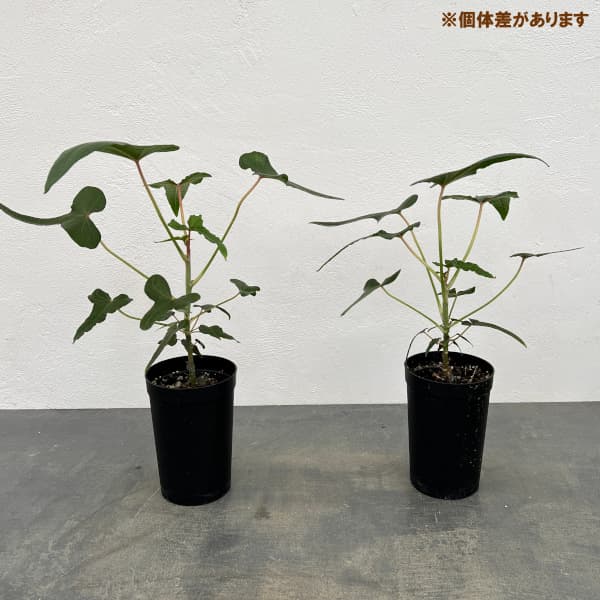 アベルモスクス:センドラワシspパプア 3号鉢植え
