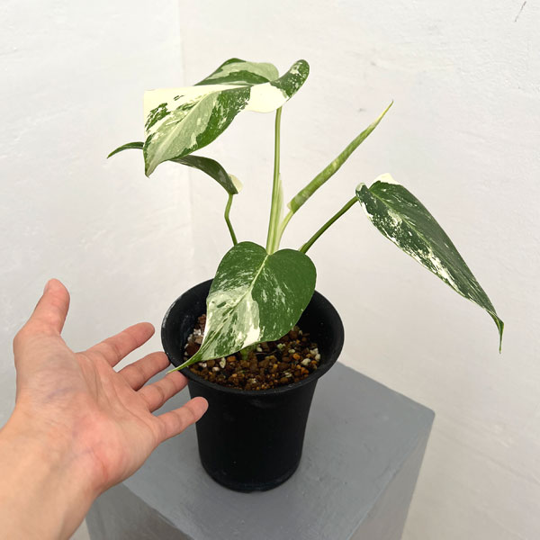 モンステラ:ボルシギアーナバリエガータ(白斑) 4号鉢植え