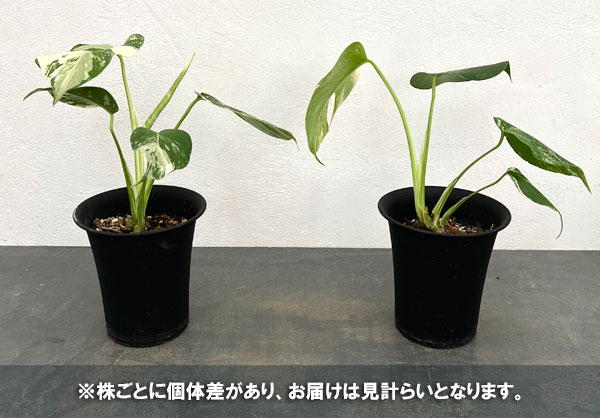モンステラ:ボルシギアーナバリエガータ(白斑) 4号鉢植え