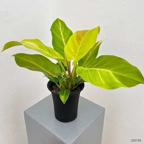 フィロデンドロン:イエローフレーム 4号鉢植え25-04