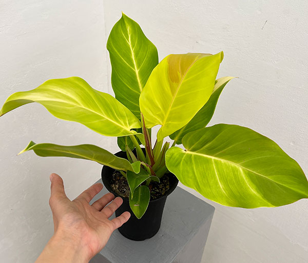 フィロデンドロン:イエローフレーム 4号鉢植え25-04