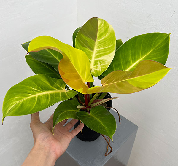 フィロデンドロン:イエローフレーム 4号鉢植え25-05