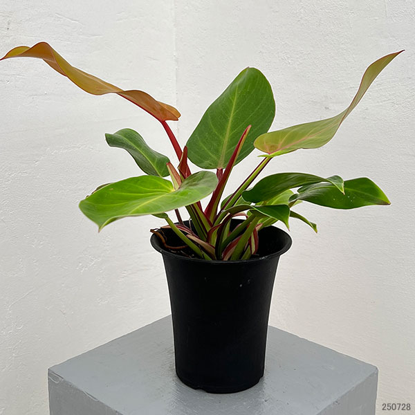 フィロデンドロン:イエローフレーム 4号鉢植え25-06