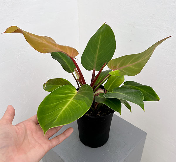 フィロデンドロン:イエローフレーム 4号鉢植え25-06