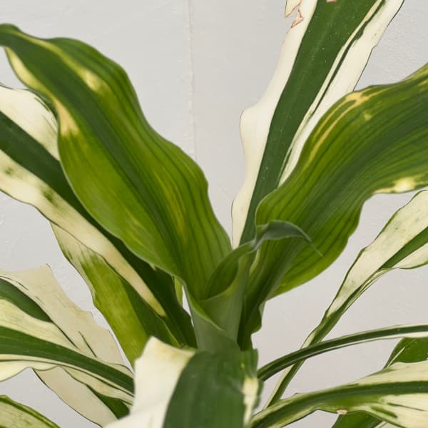 ドラセナ：sp.アスペン　4号鉢植え