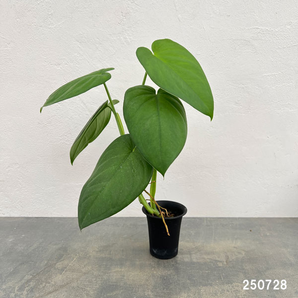 シンゴニウム:チアペンス 3号鉢植え