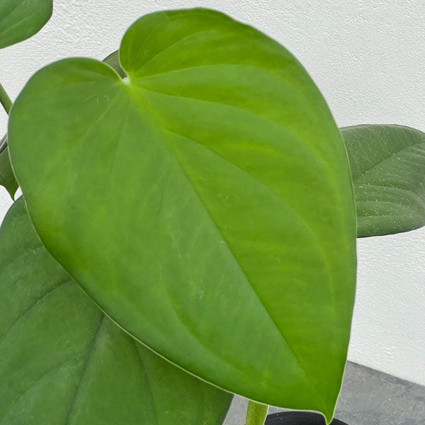 シンゴニウム:チアペンス 3号鉢植え