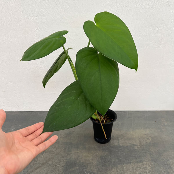 シンゴニウム:チアペンス 3号鉢植え