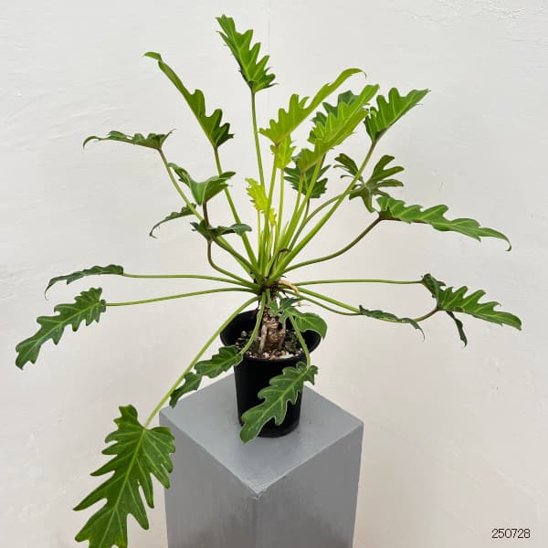 フィロデンドロン:クッカバラ ライム 4号鉢植え