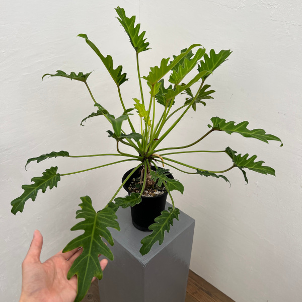 フィロデンドロン:クッカバラ ライム 4号鉢植え