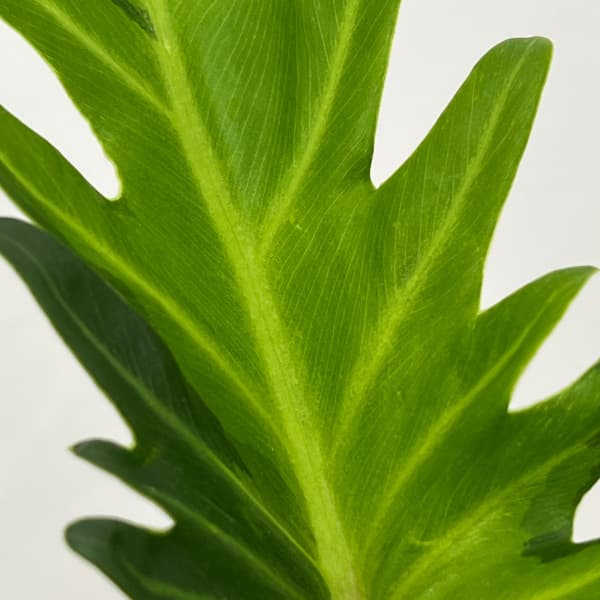 フィロデンドロン:クッカバラ ライム 4号鉢植え