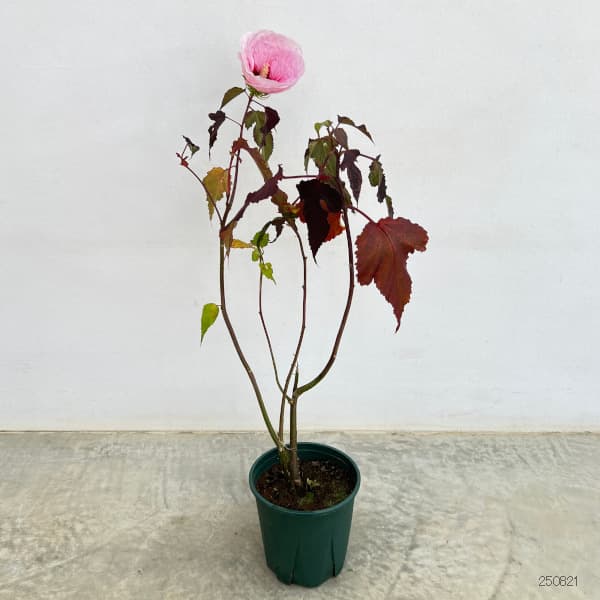 黒葉アメリカフヨウ:カルーセル・ピンクキャンディ6号ポット