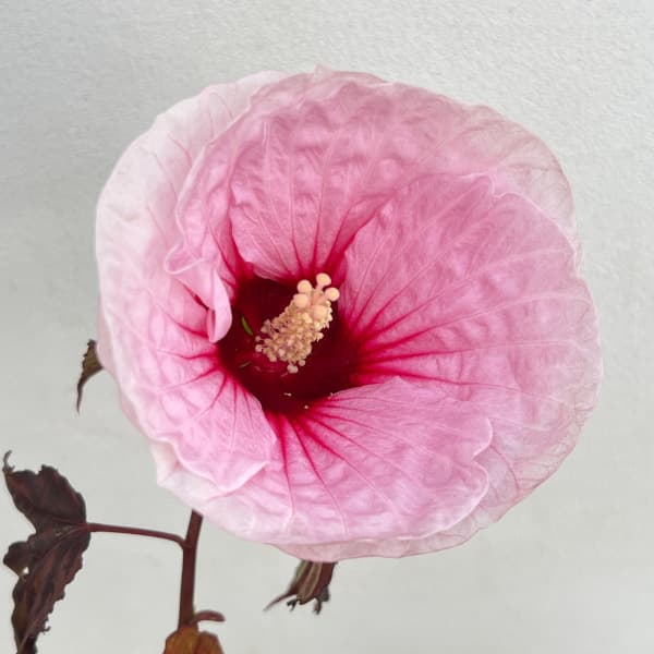 黒葉アメリカフヨウ:カルーセル・ピンクキャンディ6号ポット