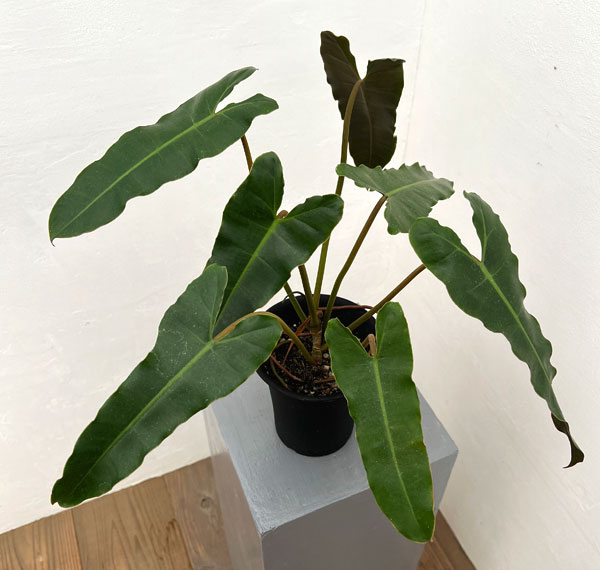 フィロデンドロン:ブラックビレッタエ(ビレッタエ×アタバポエンセ) 4号鉢植え