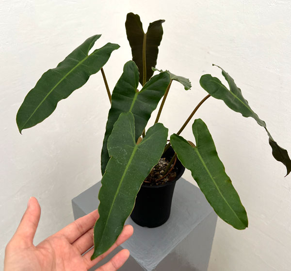 フィロデンドロン:ブラックビレッタエ(ビレッタエ×アタバポエンセ) 4号鉢植え