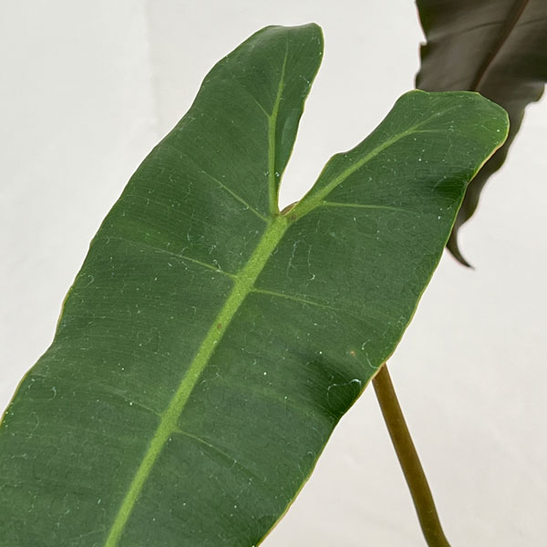 フィロデンドロン:ブラックビレッタエ(ビレッタエ×アタバポエンセ) 4号鉢植え