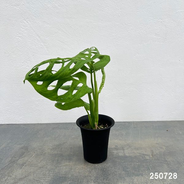 モンステラ:sp.アマゾナス 3号鉢植え