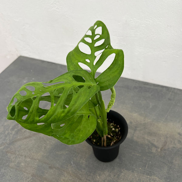 モンステラ:sp.アマゾナス 3号鉢植え