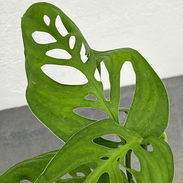 モンステラ:sp.アマゾナス 3号鉢植え