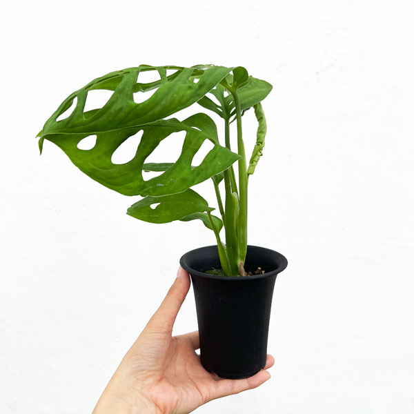 モンステラ:sp.アマゾナス 3号鉢植え