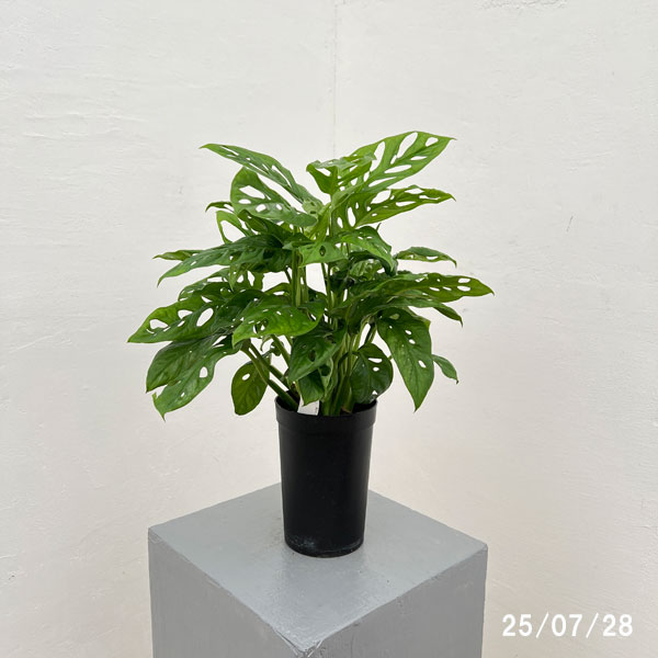 モンステラ:アダンソニー もりもり株 3号鉢植え