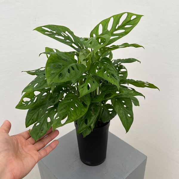 モンステラ:アダンソニー もりもり株 3号鉢植え