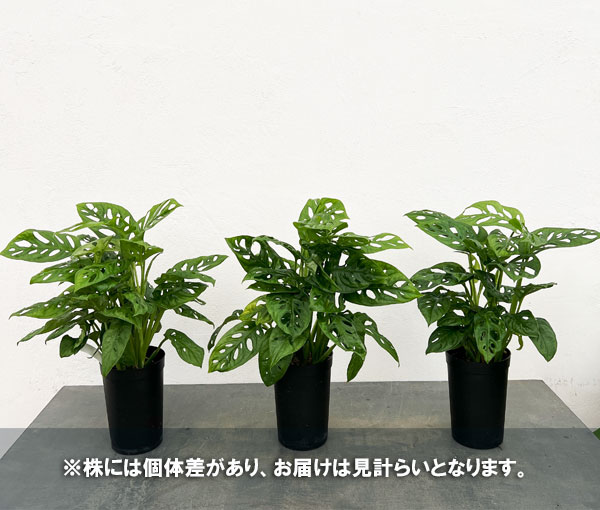 モンステラ:アダンソニー もりもり株 3号鉢植え