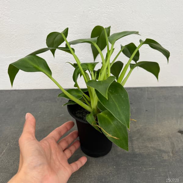 フィロデンドロン:マハラジャ 3号鉢植え