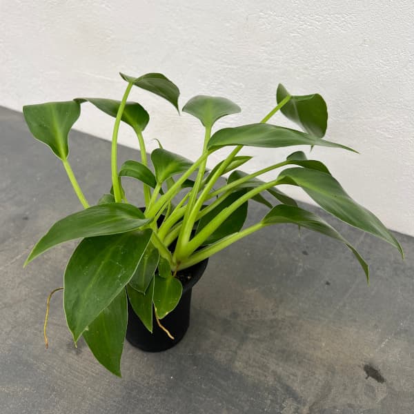 フィロデンドロン:マハラジャ 3号鉢植え