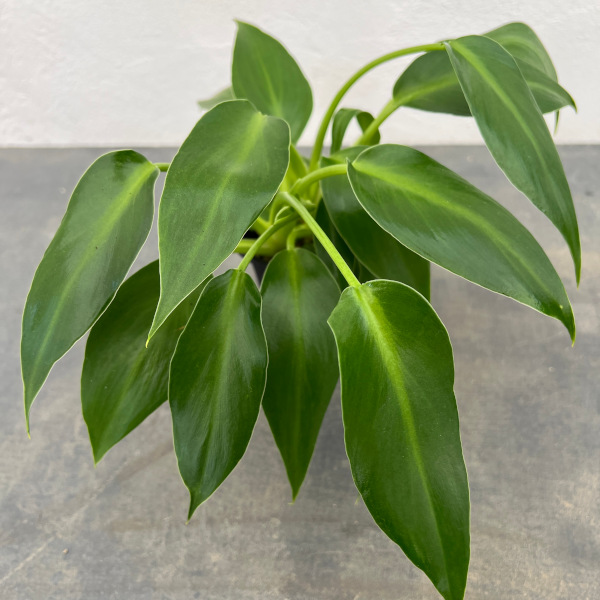フィロデンドロン:マハラジャ 3号鉢植え