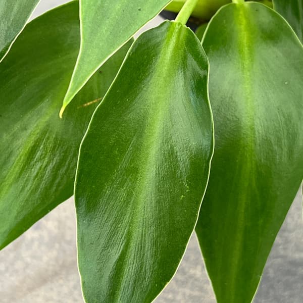 フィロデンドロン:マハラジャ 3号鉢植え