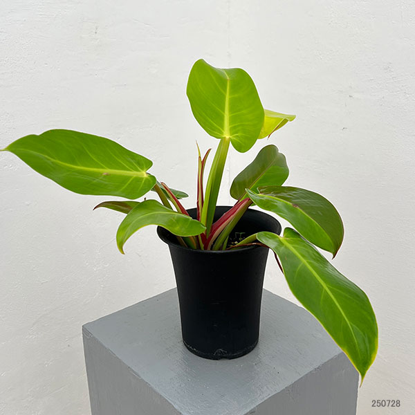 フィロデンドロン:イエローフレーム 4号鉢植え25-07