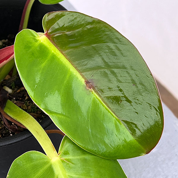 フィロデンドロン:イエローフレーム 4号鉢植え25-07