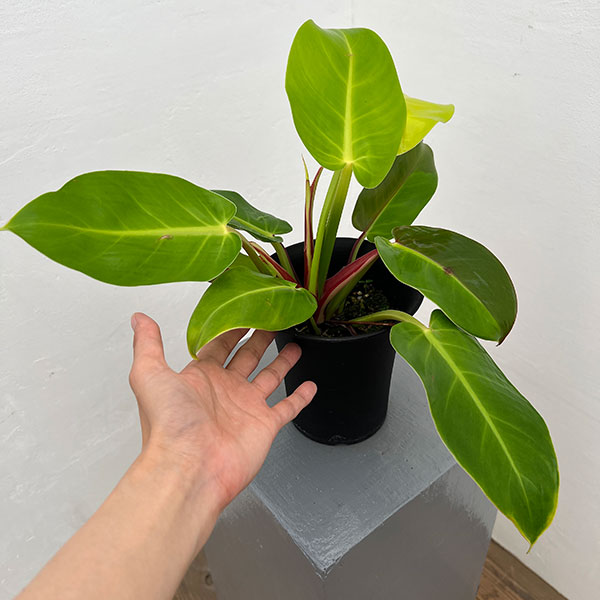 フィロデンドロン:イエローフレーム 4号鉢植え25-07