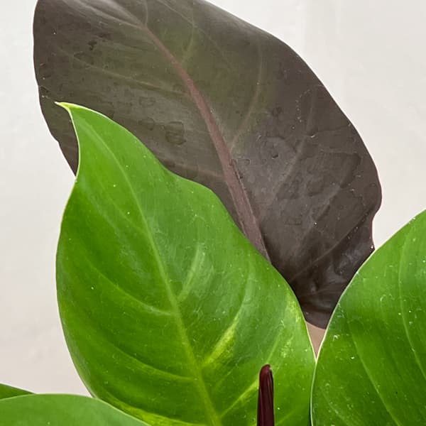 フィロデンドロン：イエローフレーム　4号鉢植え26-01