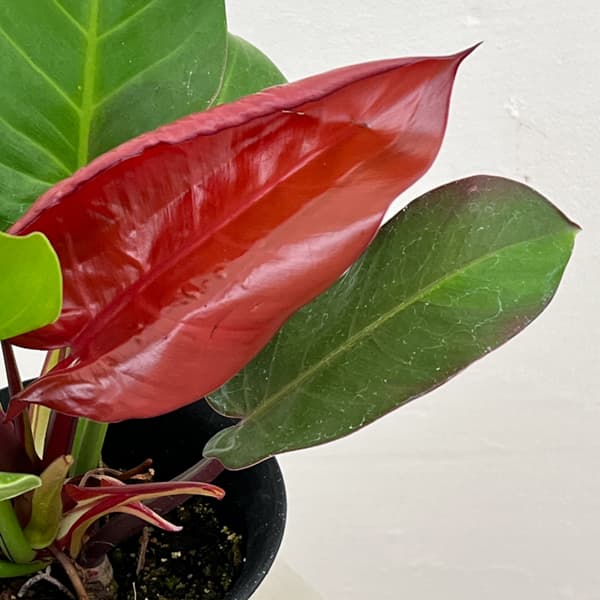 フィロデンドロン：イエローフレーム　4号鉢植え26-01