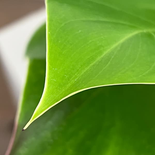 フィロデンドロン：イエローフレーム　4号鉢植え26-01