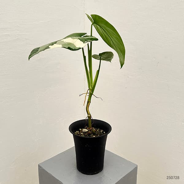 [ザ・ファームセレクト]シンゴニウム：チアペンスバリエガータ（白斑）4号鉢植え